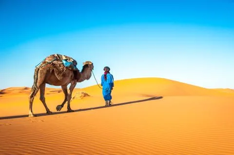 Camel caravan going through the sand dunes in the Sahara Desert, Morocco. Stock-Fotos