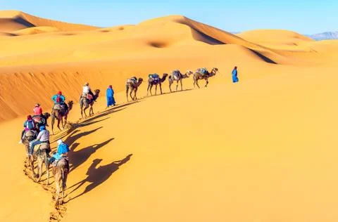 Camel caravan going through the sand dunes in the Sahara Desert, Morocco. Stock Photos