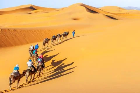 Camel caravan going through the sand dunes in the Sahara Desert, Morocco. Stock Photos