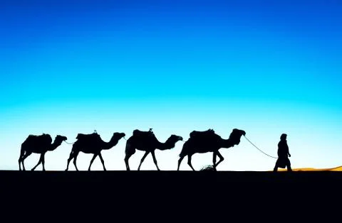 Camel caravan going through the sand dunes in the Sahara Desert, Morocco. Stock Photos
