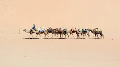 Camel caravan led by a guide traversing a vast, open desert under strong su.. Stock Photos