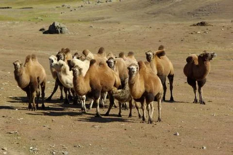 Camel caravan on the meadow Foto stock