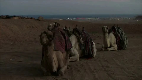 Camel caravan, night Stock Footage 83131539