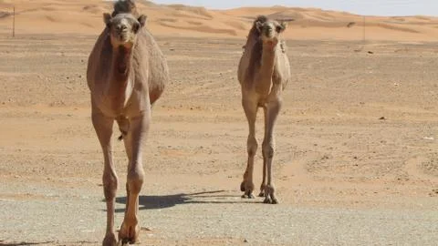 Camel caravan Stock Photos