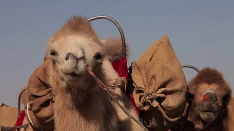 Camel Caravan Resting in the Desert Stock Footage 77210452
