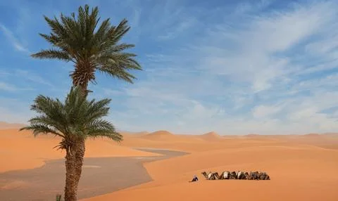 Camel caravan resting in the sun of the Moroccan desert Stock Photos