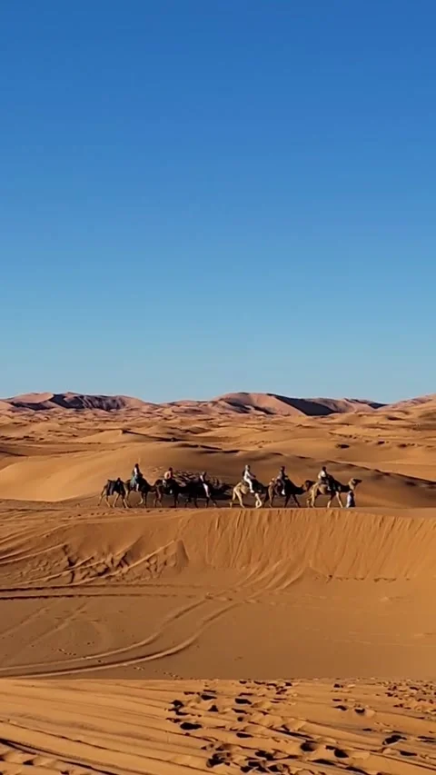 Camel caravan riding across sahara desert dunes Stock Footage 332901412