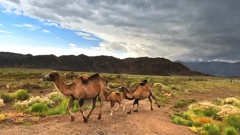 Camel caravan runs through the steppes. Stock-Footage 249727799