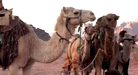 Camel caravan settled down for night among sand dunes.Jordan, Wadi Rum Desert. Stock Footage 155970741