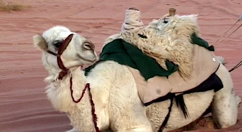 Camel caravan settled down for night among sand dunes.Jordan, Wadi Rum Desert. Stock Footage 155970801