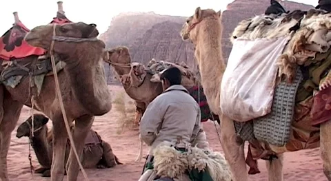 Camel caravan settled down for night among sand dunes.Jordan, Wadi Rum Desert. Stock Footage 155970842