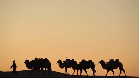 Camel caravan silhouette at sunset Stock Footage