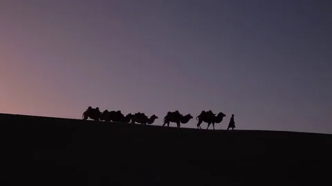 Camel caravan silhouette at sunset Видео 77239730