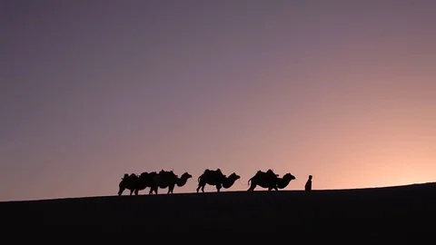 Camel caravan silhouette at sunset Видео 77241420