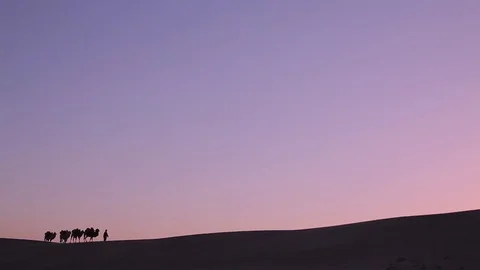 Camel caravan silhouette at sunset Видео 77248209