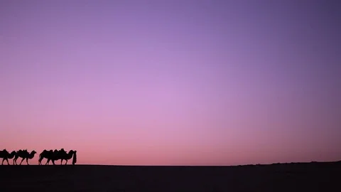 Camel caravan silhouette at sunset Видео 77298430