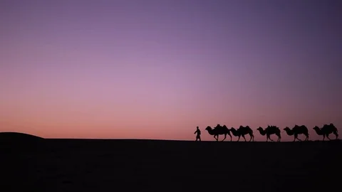 Camel caravan silhouette at sunset Stock Footage 77360115