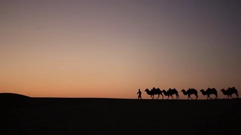Camel caravan silhouette at sunset Видео 77363126