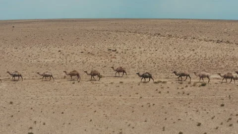 Camel caravan in the steppe Видео 247477429