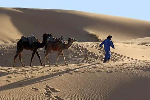Camel caravan trekking in the Sahara desert Stock Photos