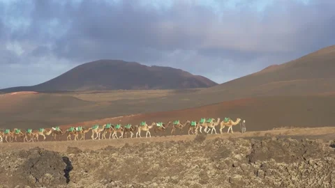 Camel Caravan in Volcanic Landscape with Fast Moving Clouds Timelapse Lanzarote 스톡 동영상 331296977