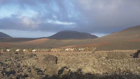 Camel Caravan in Volcanic Landscape with Timelapse Clouds Lanzarote 스톡 동영상 331541899
