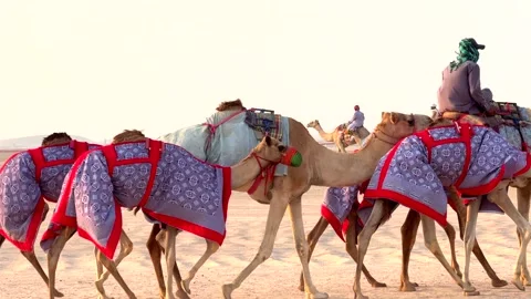Camel caravan walking across sandy terrain, vibrant red and white patterned Stock Footage 286947717
