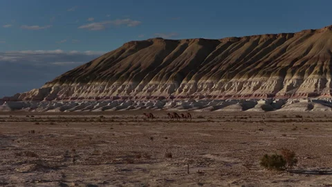 Camel caravan walking across the vast mountain Bokty, Mangystau, Kazakhstan Stock Footage 322187566