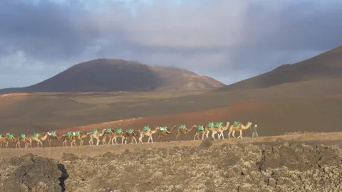 Camel Caravan Walking Across Volcanic Landscape Lanzarote 스톡 동영상 331268505