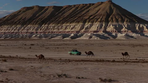 Camel caravan walking with a car in the ustyurt plateau desert Stock Footage 322187467