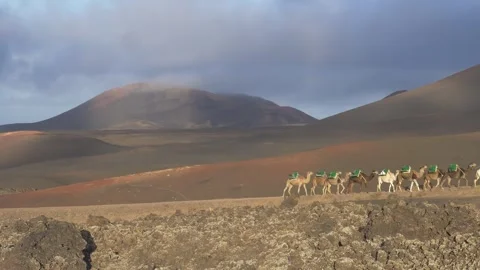 Camel Caravan Walking Out of Frame in Volcanic Landscape Lanzarote 스톡 동영상 331299496