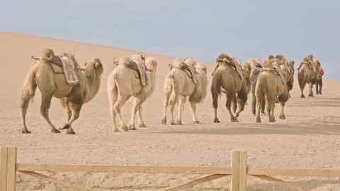 Camel Caravan Walking Through Desert B-Roll Rear View Stock Footage 326031833