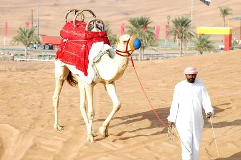 Camel Care taker in desert Stock Photos
