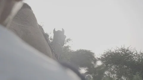 Camel Cart India Video stock 112392268