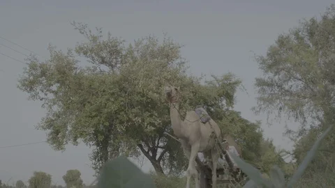 Camel Cart Indian Video stock 112392852