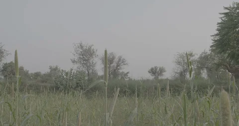 Camel Cart Pasing By Video stock 112394217