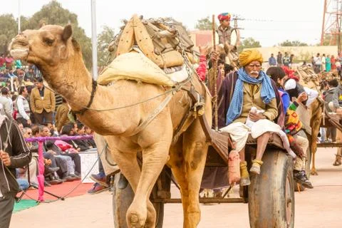 Camel cart Stock Photos
