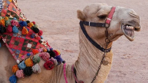 Camel chew Stockbeeldmateriaal 119441706