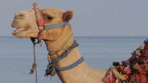 Camel chew Stockbeeldmateriaal 119796874