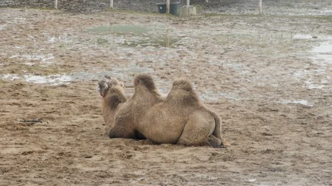 Camel chewing 2 Stock Footage 126080313
