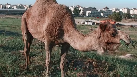 A camel is chewing a branch, close-up. Stock Footage 77197972