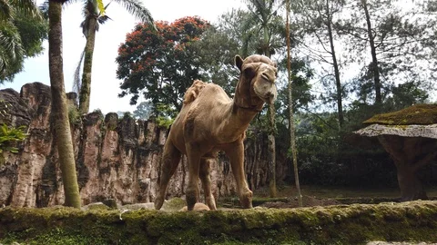 Camel chewing carrots Stockbeeldmateriaal 105308096