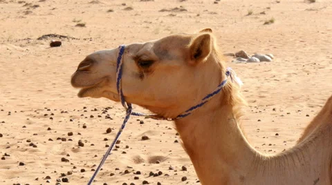 Camel chewing closeup 4K,UHD Stock Footage 49899731