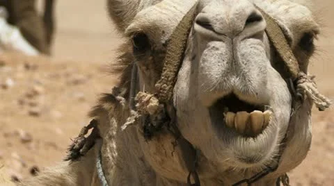 Camel chewing in the desert Stock-Footage 10840946