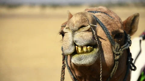 Camel chewing food Stock Footage 38433687
