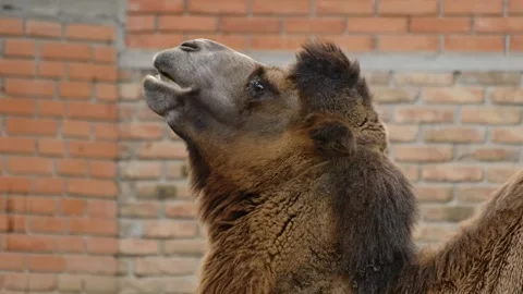 Camel chewing food inside a zoo enclosure with brick wall background. Concept of Stock Footage 325792183