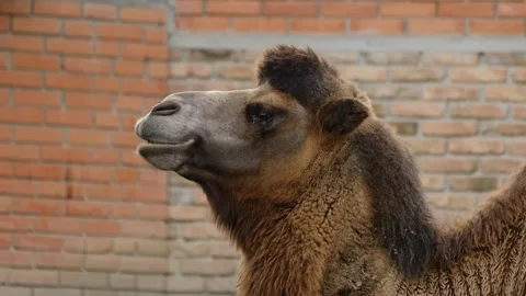 Camel chewing food inside a zoo enclosure with brick wall background. Concept of Stock Footage 325792305
