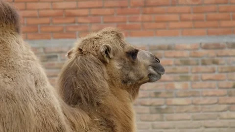 Camel chewing food inside a zoo enclosure with brick wall background. Concept of Stock Footage 325792432