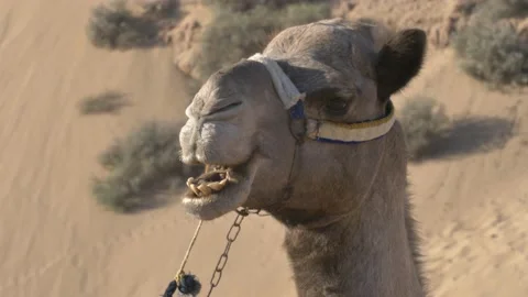 Camel Chewing Food while Laying on Ground on Desert in Morocco Africa Video stock 227346878