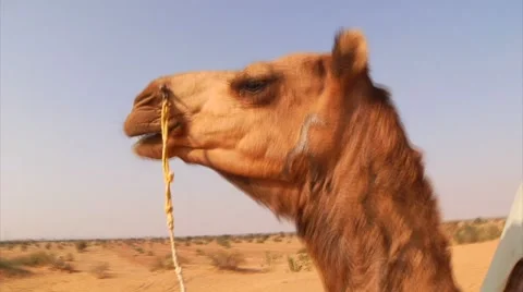 Camel Chewing Video stock 1209586
